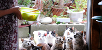 Raiul pisicilor – insula Tashirojima insula Tashimora plina de pisici