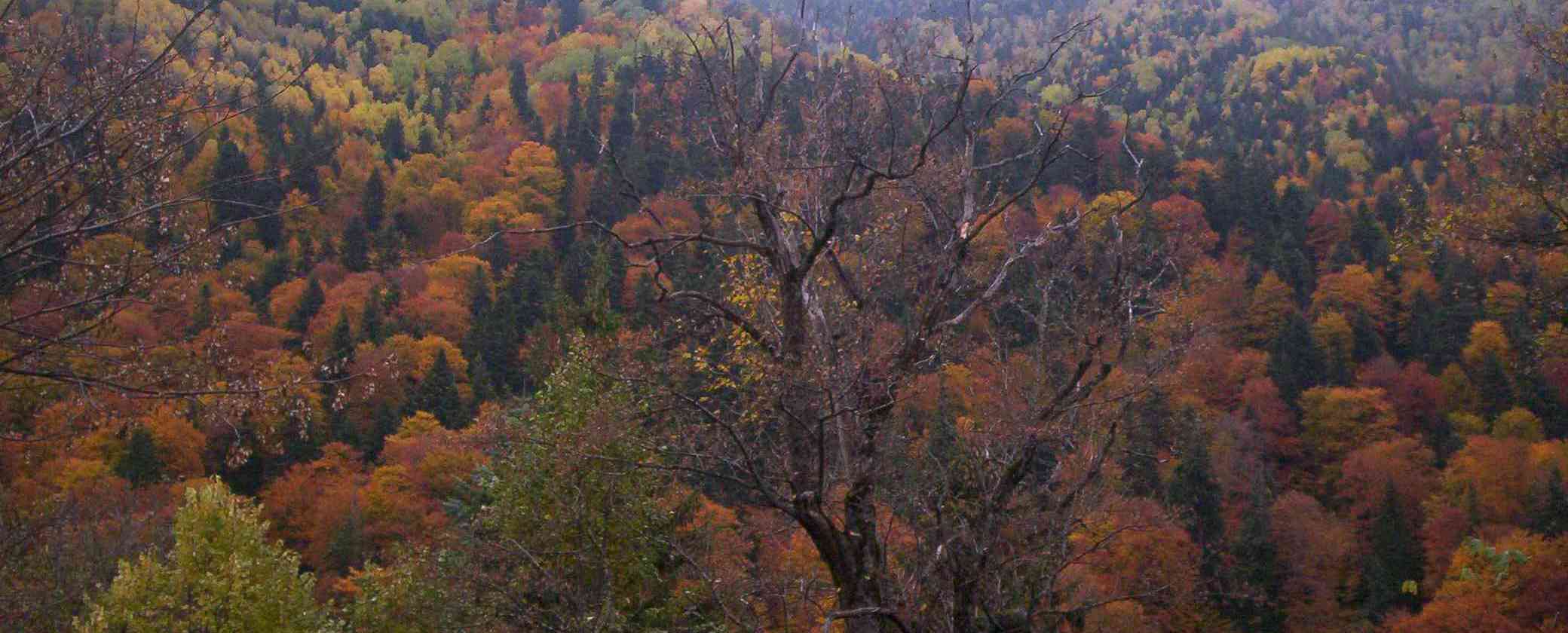 1 - Rila