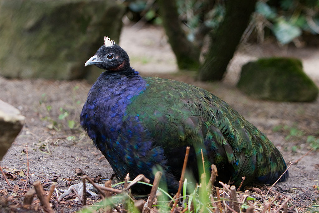 Afropavo congensis