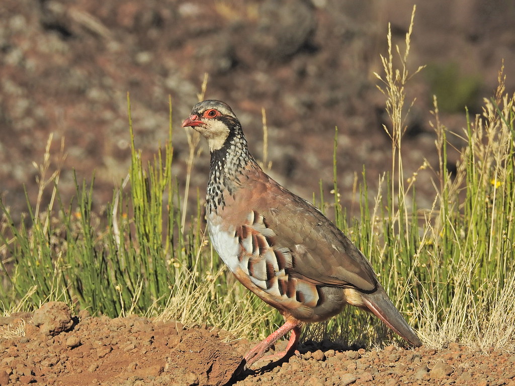 Alectoris rufa