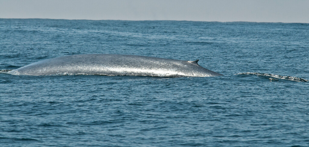 Balaenoptera Musculus