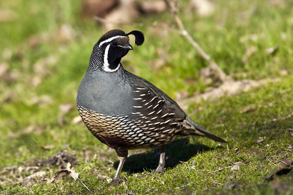 Callipepla californica