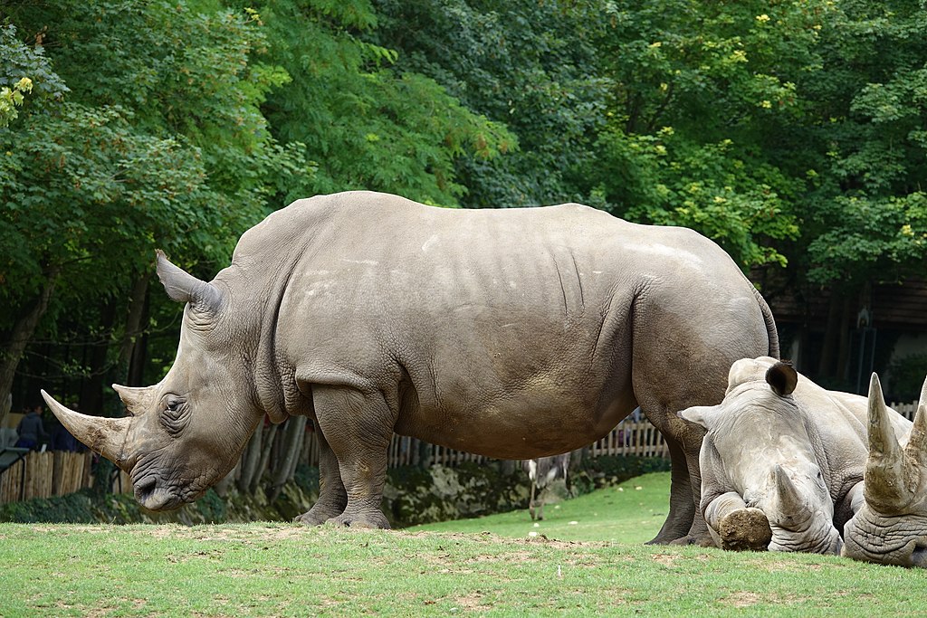 Ceratotherium simum