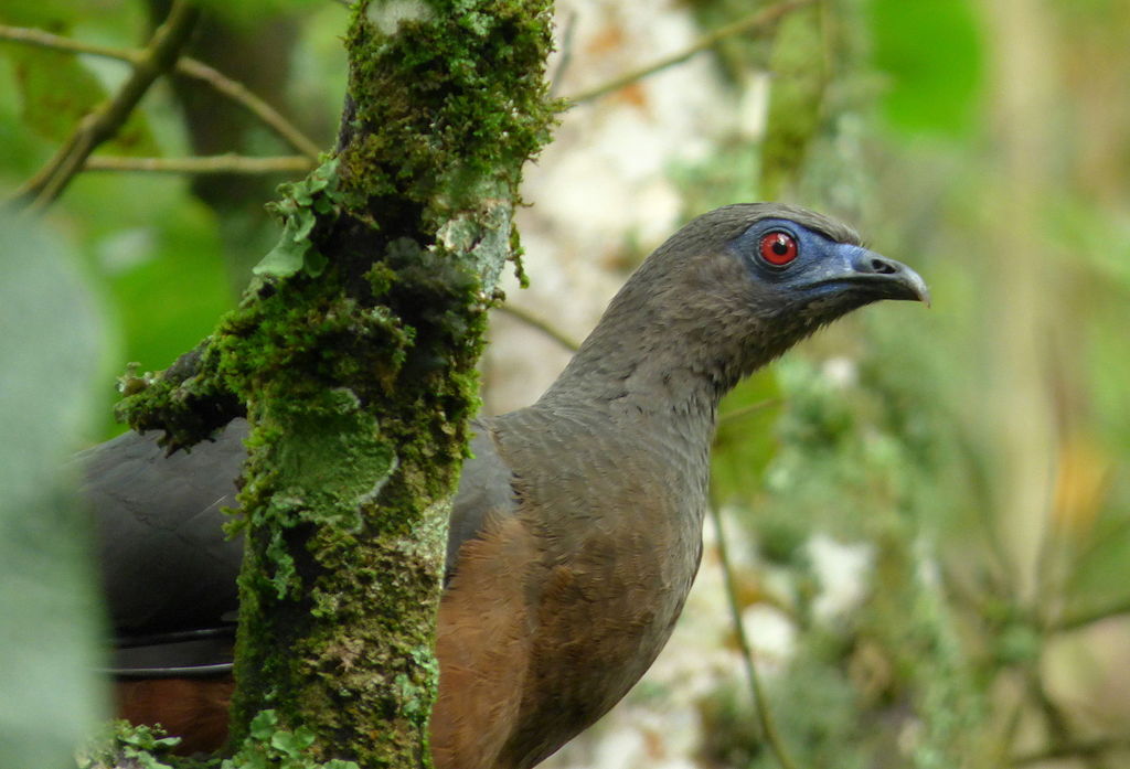 Chamaepetes goudotii