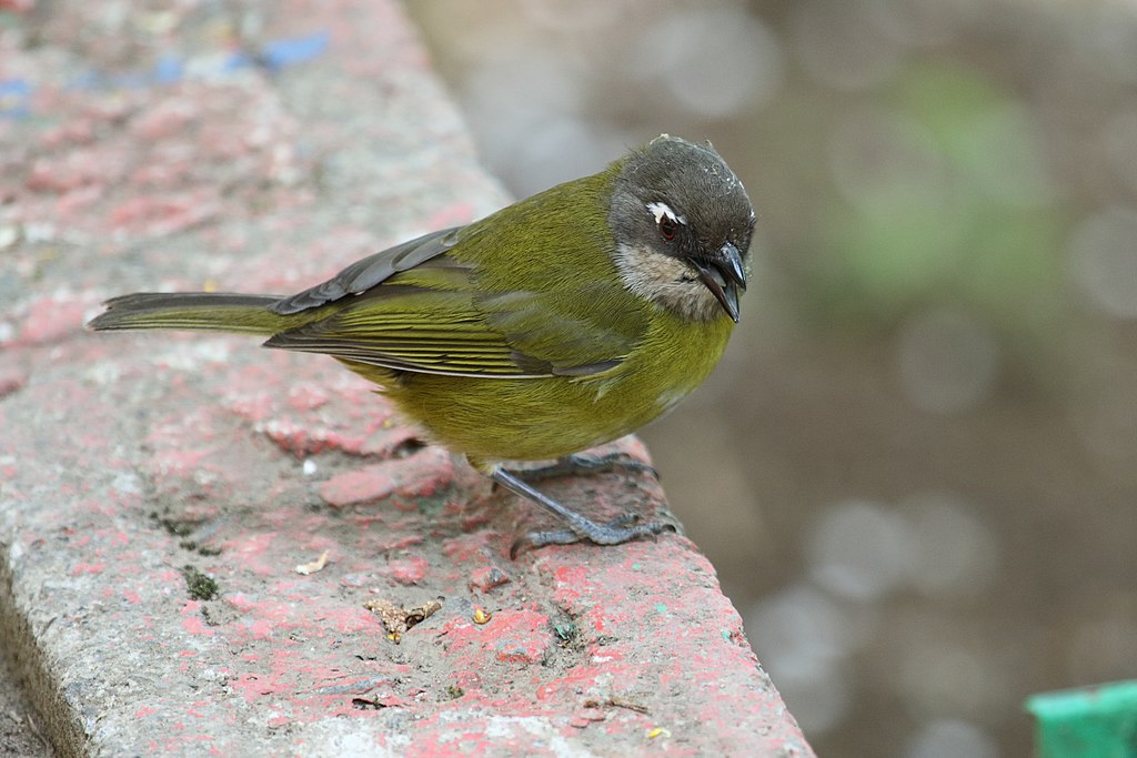 Chlorospingus ophthalm