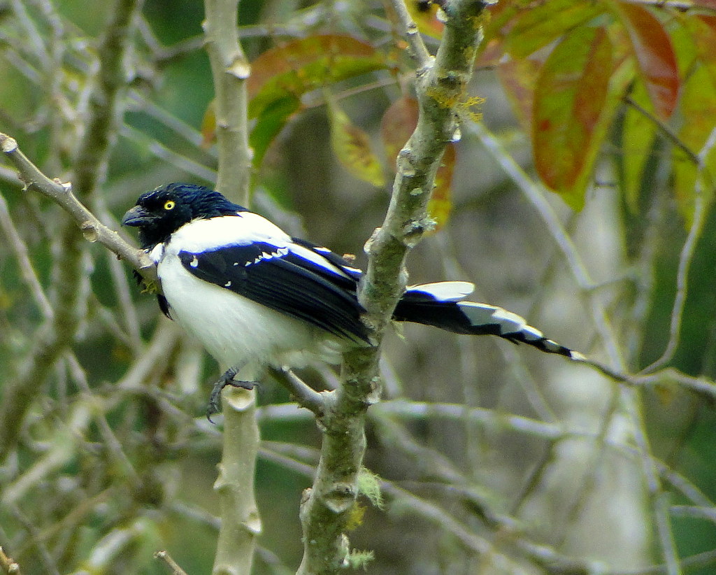 Cissopis leveriana