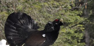 Cocoși de munte și alte specii de păsări de vânat din familia Tetraonidae Cocoși de munte și alte specii de păsări de vânat asemănătoare