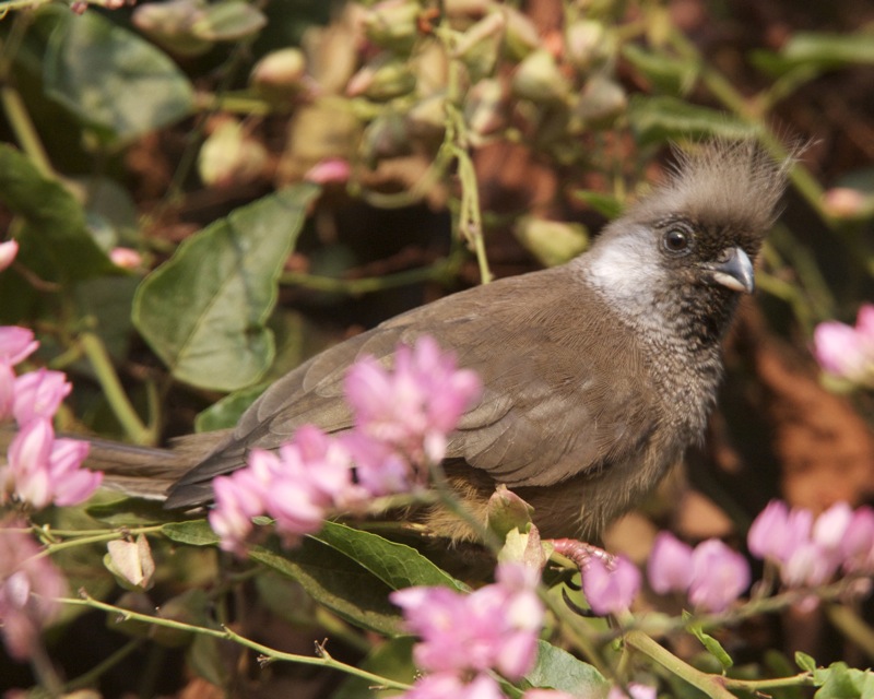 Colius castanotus