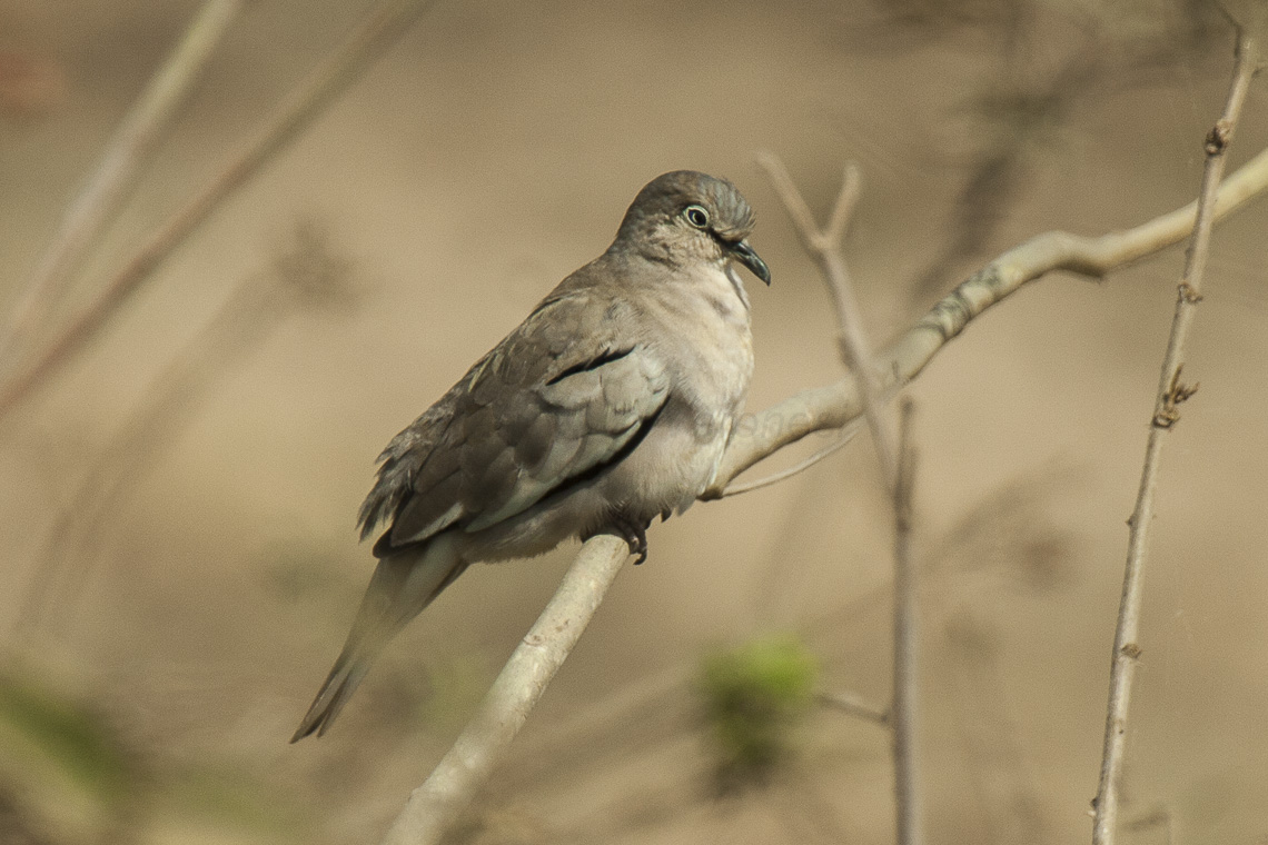 Columbina picui