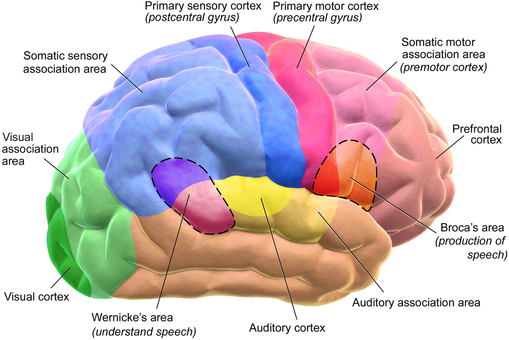 Creierul și viziunea lui Dubynin)