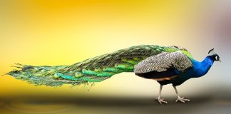 Descoperă cele mai frumoase specii de păuni din lume Descoperă cele mai frumoase specii de păuni