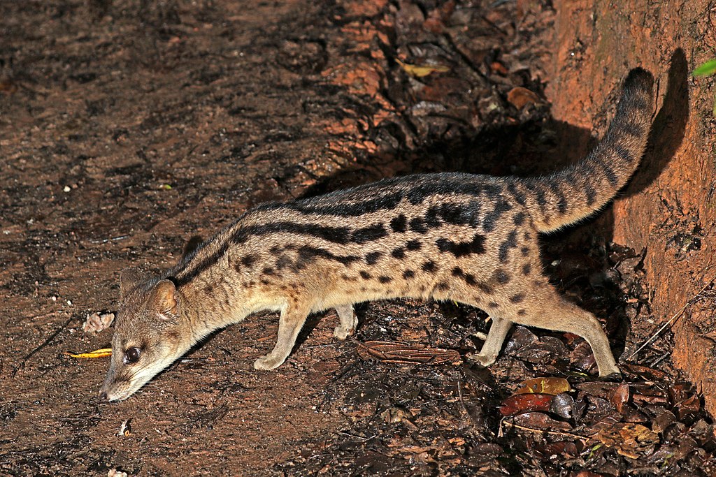 Fossa fossana