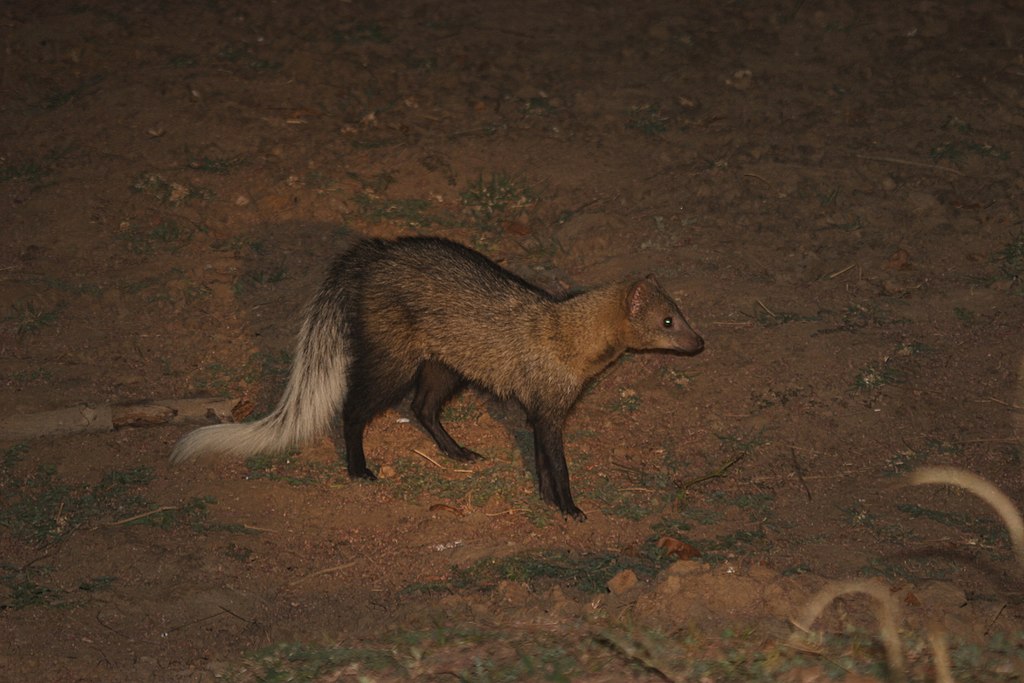 Ichneumia albicauda