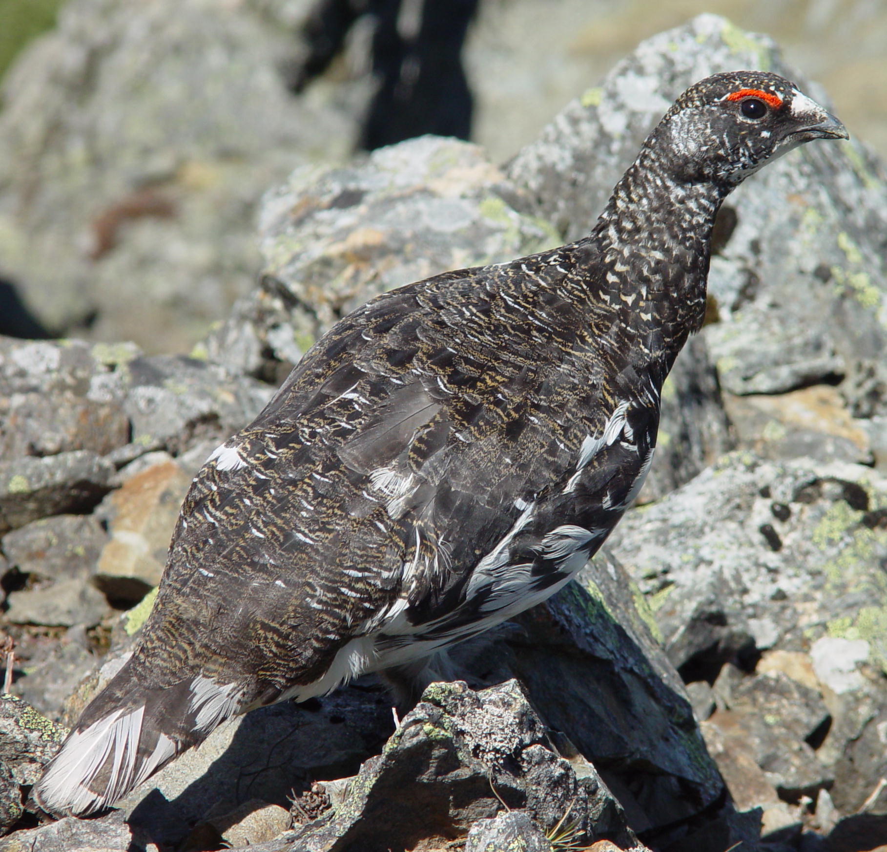 Lagopus mutus