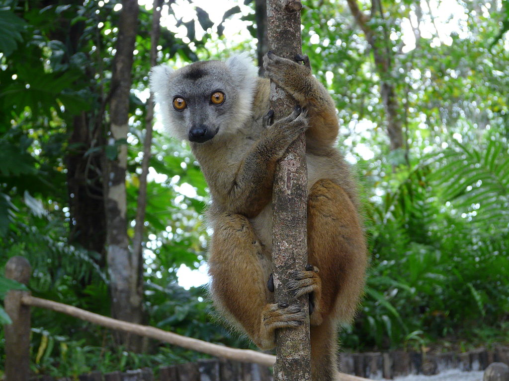 Lemur fulvus