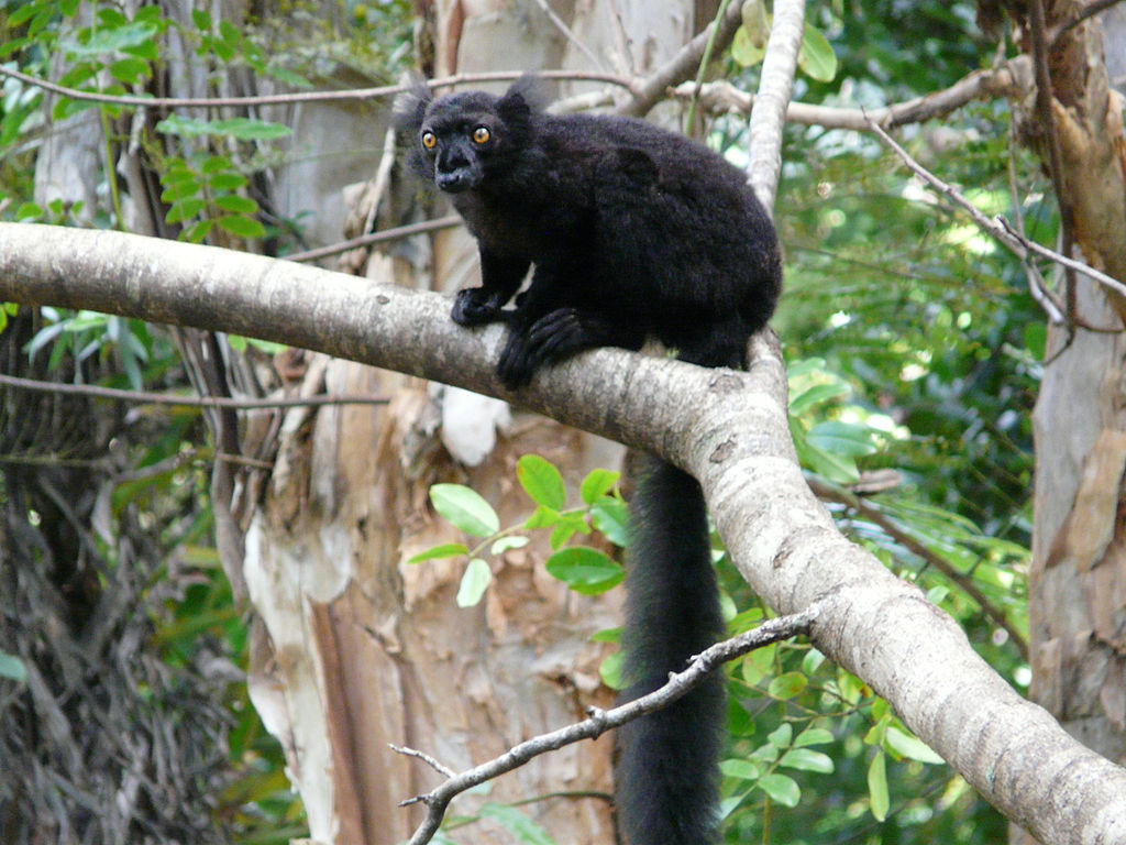 Lemur macaco