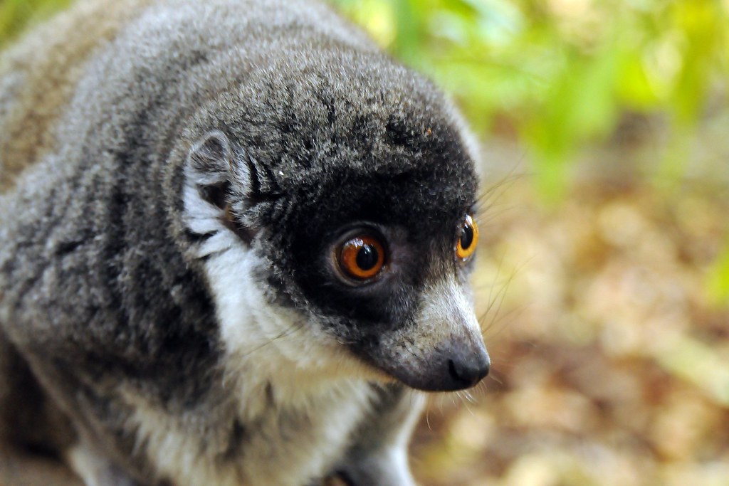 Lemur mongoz