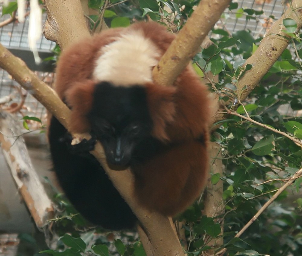 Lemur variegatus