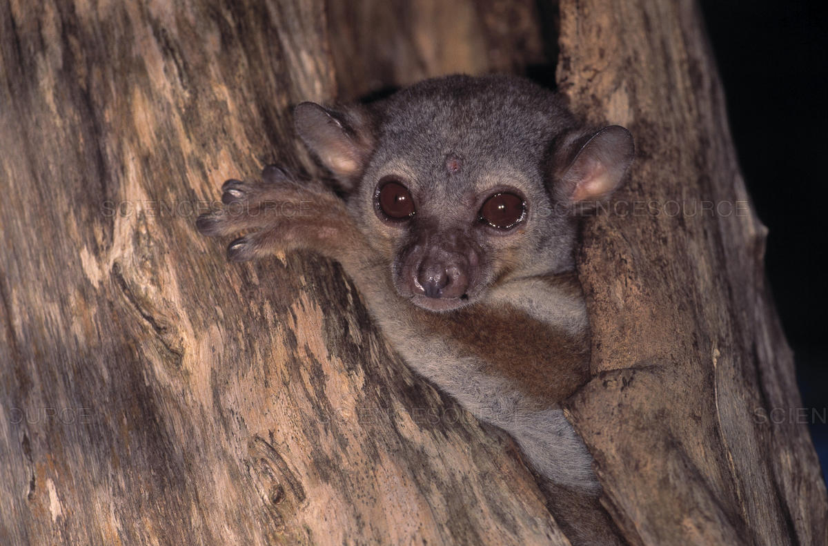 Lepilemur mustelinus