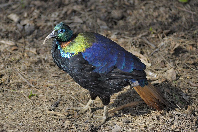 Lophophorus ihuysii