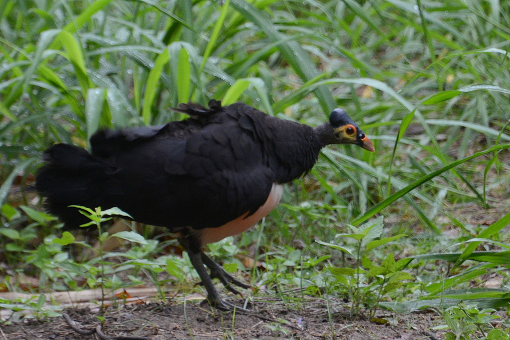 Macrocephalon maleo