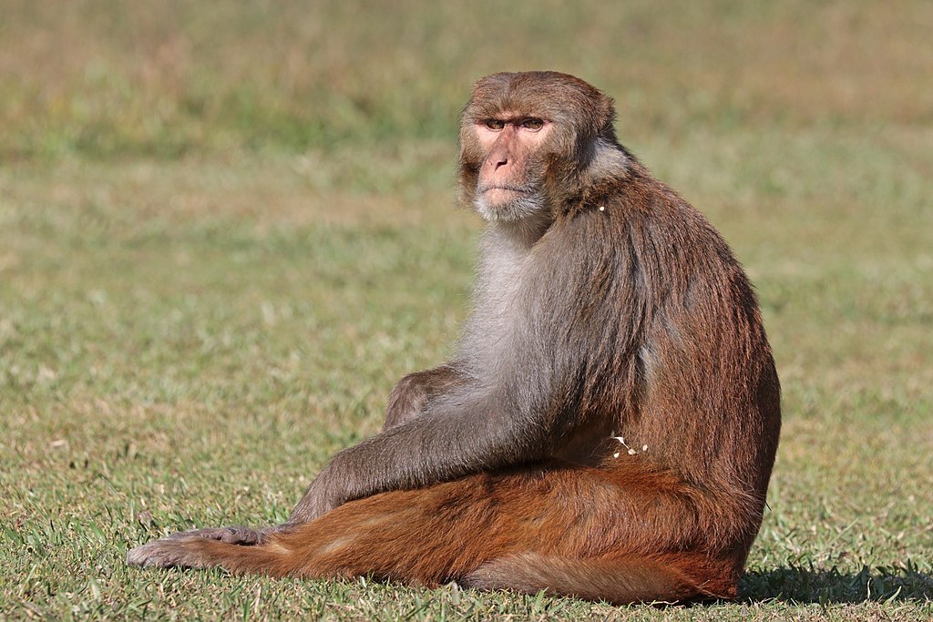 Maimuțele Rhesus