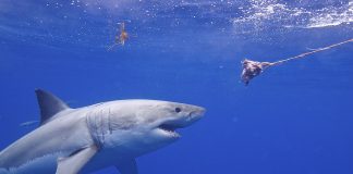 Marele rechin alb