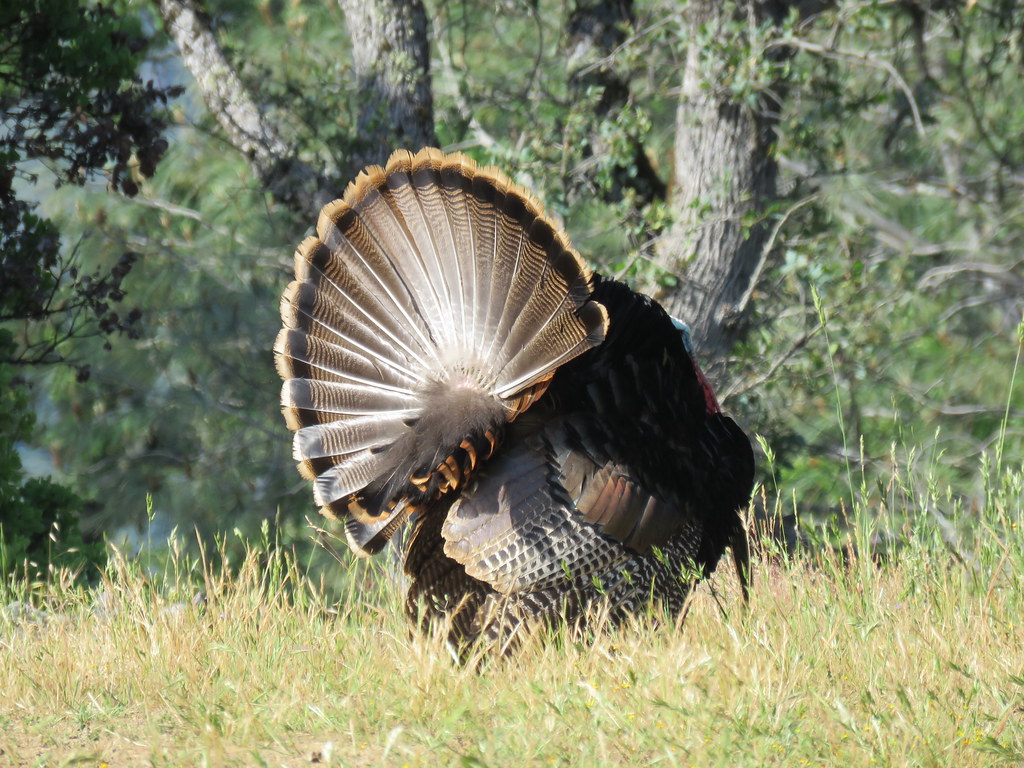 Meleagris gallopavo intermedia