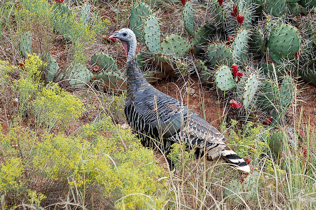 Meleagris gallopavo merriami