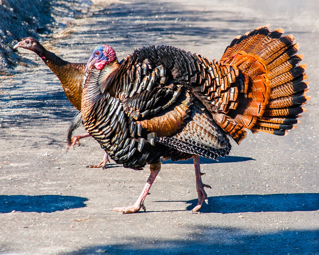 Meleagris gallopavo mexicana