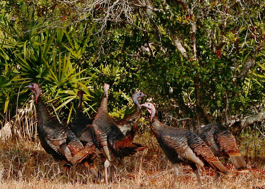 Meleagris gallopavo osceola