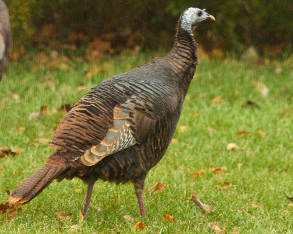 Meleagris gallopavo silvestris