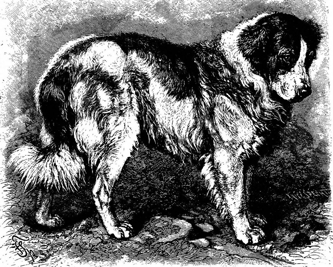 O scurtă istorie a proceselor intentate împotriva animalelor