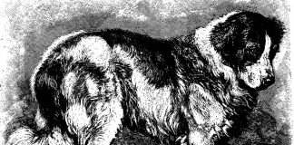 O scurtă istorie a proceselor intentate împotriva animalelor