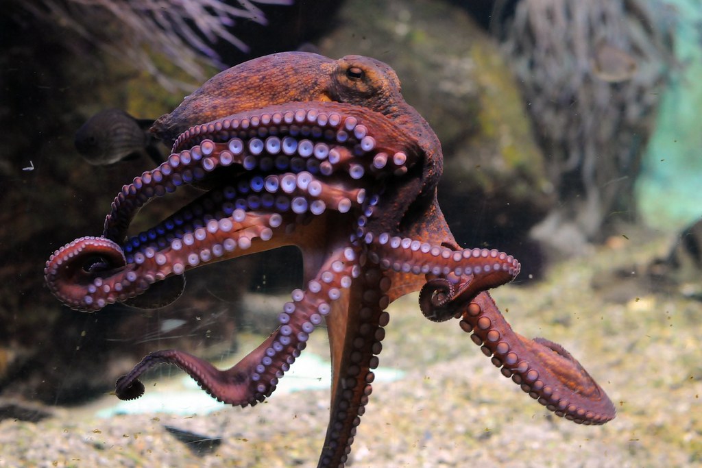 Octopus vulgaris