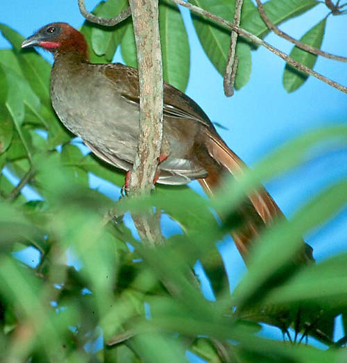 Cocoșul hoco pitic, Specia Ortalis motmot, Foto: arthurgrosset.com