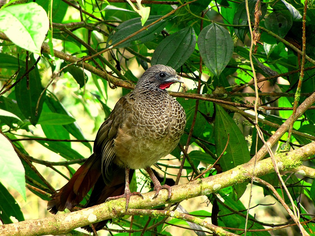 Ortalis motmot