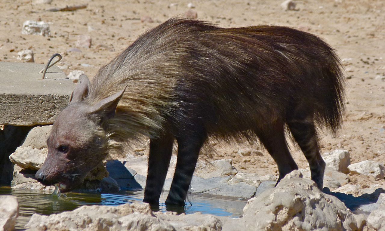 Parahyaena brunnea