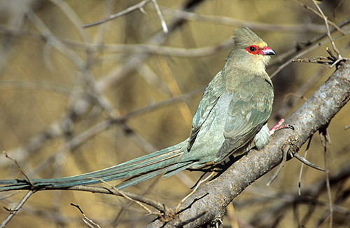Pasărea-șoarece cu fața roșie, Specia Urocolius indicus, Foto: warwicktarboton.co.za