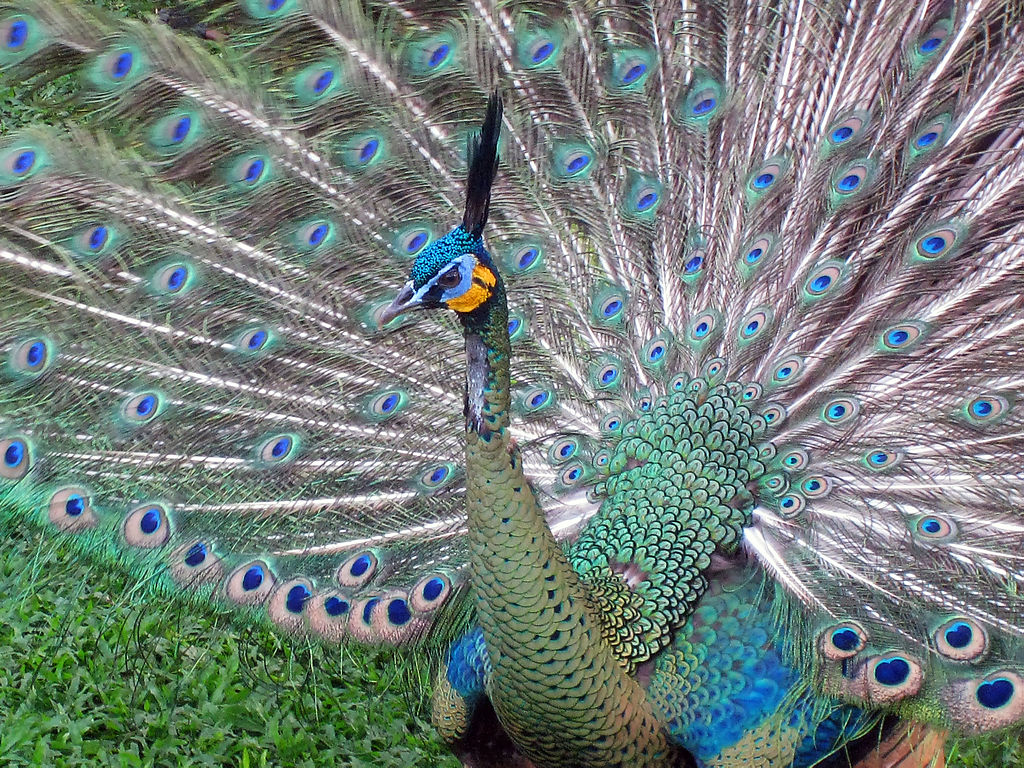 Pavo muticus