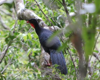 Specia Penelopina nigra, Foto: maraton-de-aves-el-salvador.blogspot.ro