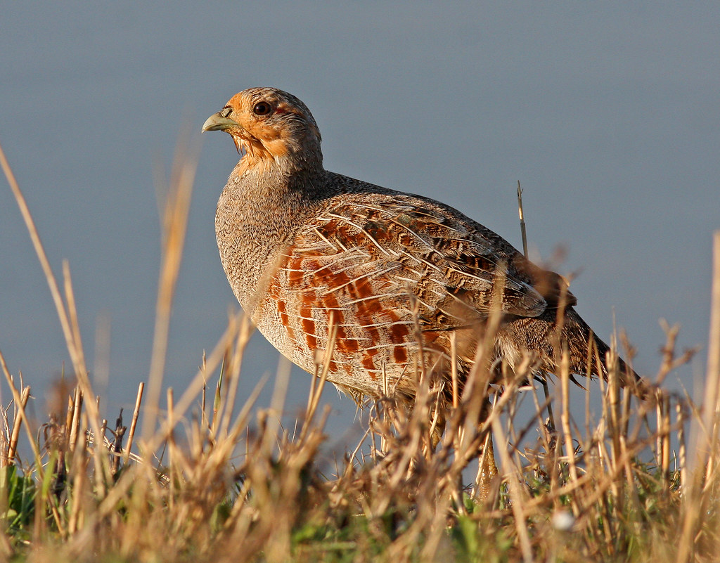 Perdix perdix