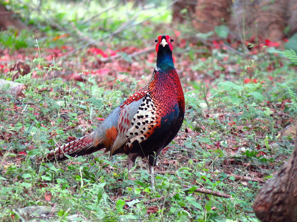 Phasianidae colchicus formosanus