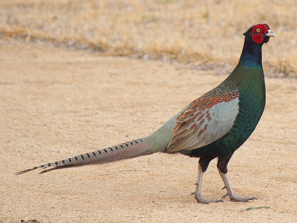 Phasianidae colchicus verzicolor