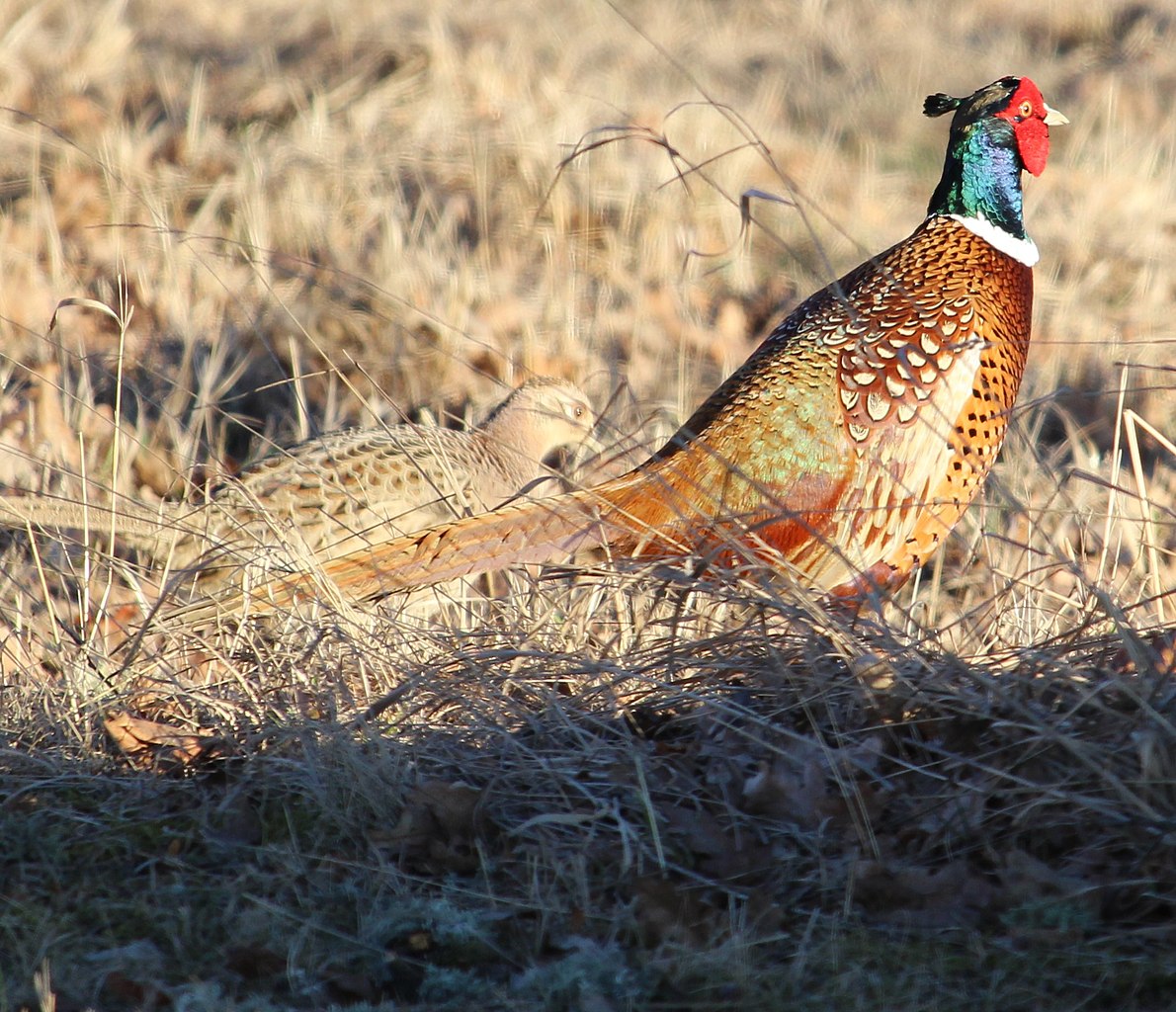 Phasianus colchicus