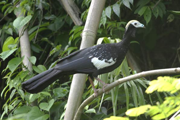 Cocoșul șacu - Pipile cumanensis, Foto: faisan-peru.blogspot.ro