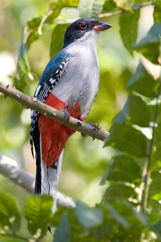 Priotelus temnurus, Foto: arthurgrosset.com
