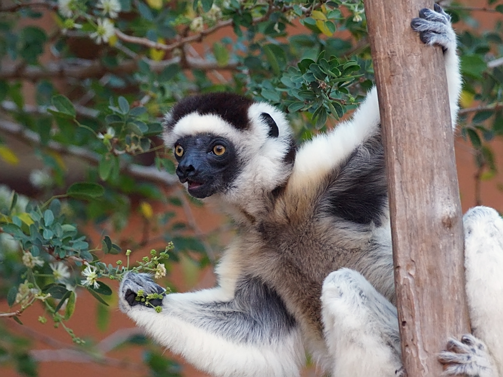 Propithecus verreauxi