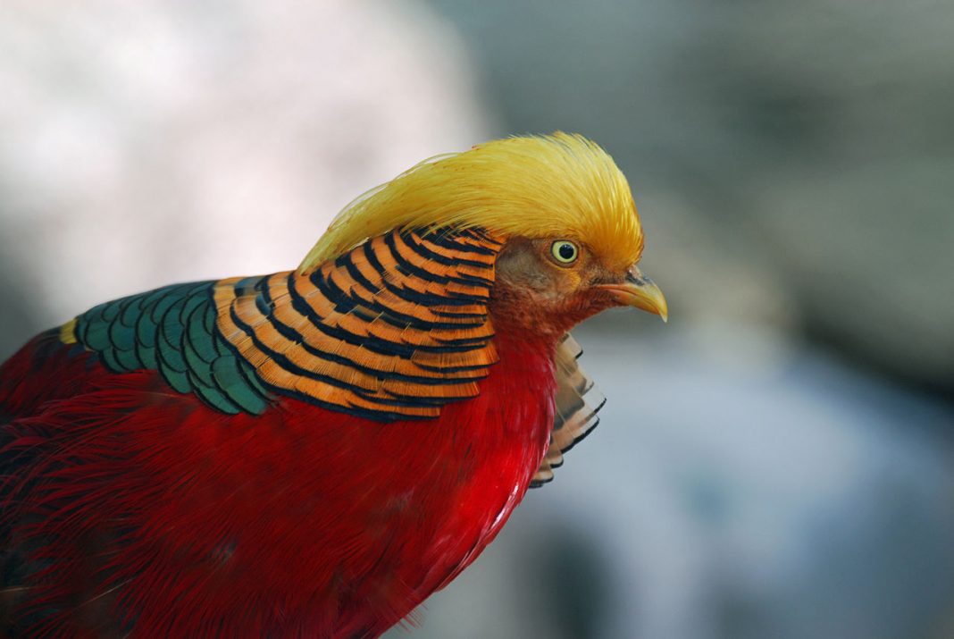 Păsări din familia fazanilor - Phasianidae Păsări din familia fazanilor - Phasianidae