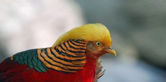 Cele mai spectaculoase specii de păsări din familia fazanilor Păsări din familia fazanilor - Phasianidae